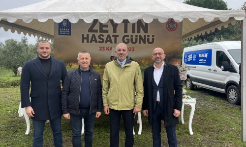 Orhangazi‘de Zeytin Mucizesi 45. kez Hasatla Buluştu