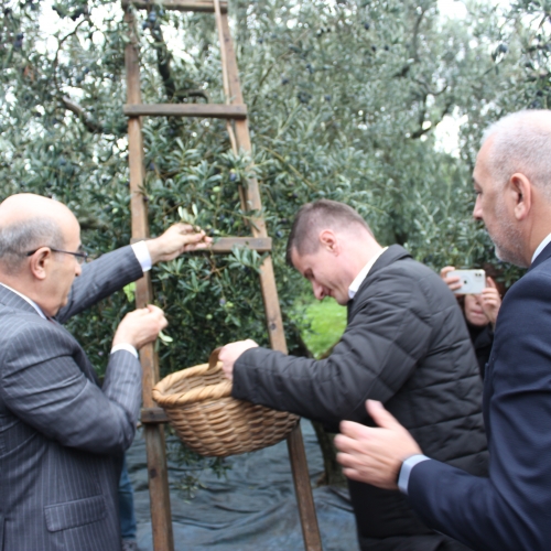 Orhangazi‘de Zeytin Mucizesi 45. kez Hasatla Buluştu